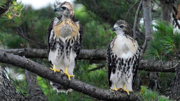 babyhawks.jpg