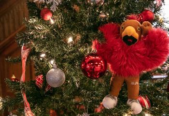 Hawk ornament hanging on Christmas tree
