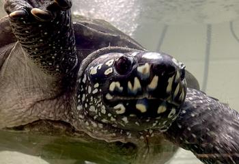 Bubba the turtle