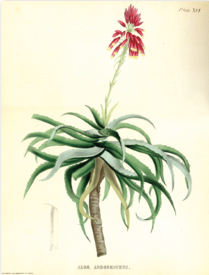Aloe arborescens (tree aloe), lithograph, in Joseph Carson, Illustrations of medical botany: consisting of coloured figures of the plants, ... Philadelphia, 1847, pl. XCI