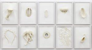 mounted seashells