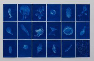 cyanotypes of seashells
