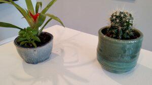 photograph of potted plants