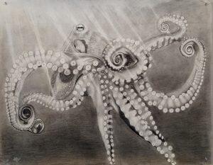 photograph of octopus