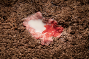 milk pooling in ground beef with blood on the ground