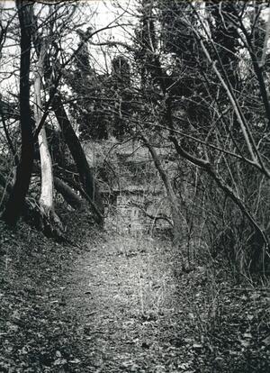 photograph of trail through the woods
