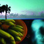 photograph of bananas underground