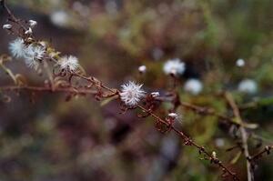 close up photograph of buds