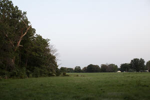 photograph of field with tree in left of frame