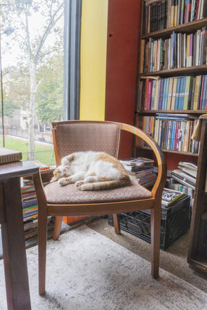 photograph of a cat on a chair near a bookshelf full of books
