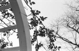 B+W photograph of flower buds hanging off trellis